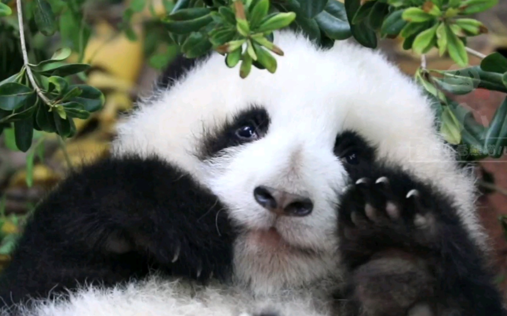 四川成都熊猫基地的小熊猫 (© Biosphoto/Alamy) | 必应每日高清壁纸 - 精彩,从这里开始
