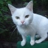【猫】新来了一只白猫~~【Robin Seplut】-o(*≧▽≦)ツ