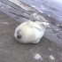 一只海豹睡觉的时候被冲上岸
