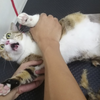 **肥猫惨遭剃毛，全程骂骂咧咧停不下来