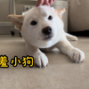 害羞小狗