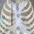【医维度app】系统解剖学-躯干骨连接