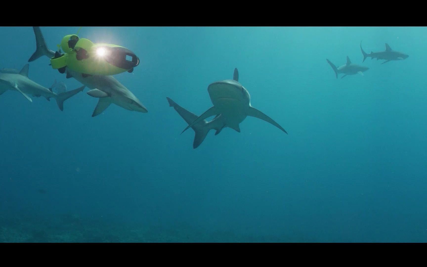 鲨鱼究竟怕不怕海豚？看它们合作捕杀沙丁鱼你就知道！ - 知乎
