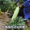 《比电线杆还长的萝卜