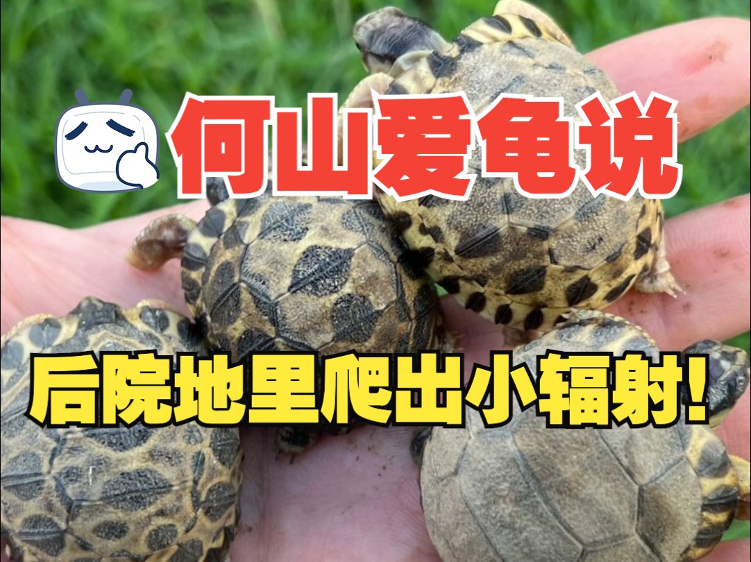 【短视频】后院地里爬出来了4只自然孵化的小辐射陆龟！！！我太激动了！！！刚出生的小龟太萌了！！！