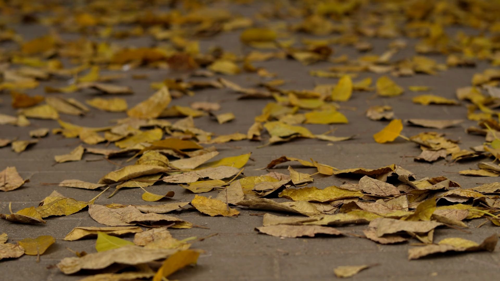 免费素材下载-落叶|枯黄叶子|树叶|路面|水泥路|秋天