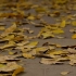 免费素材下载-落叶|枯黄叶子|树叶|路面|水泥路|秋天