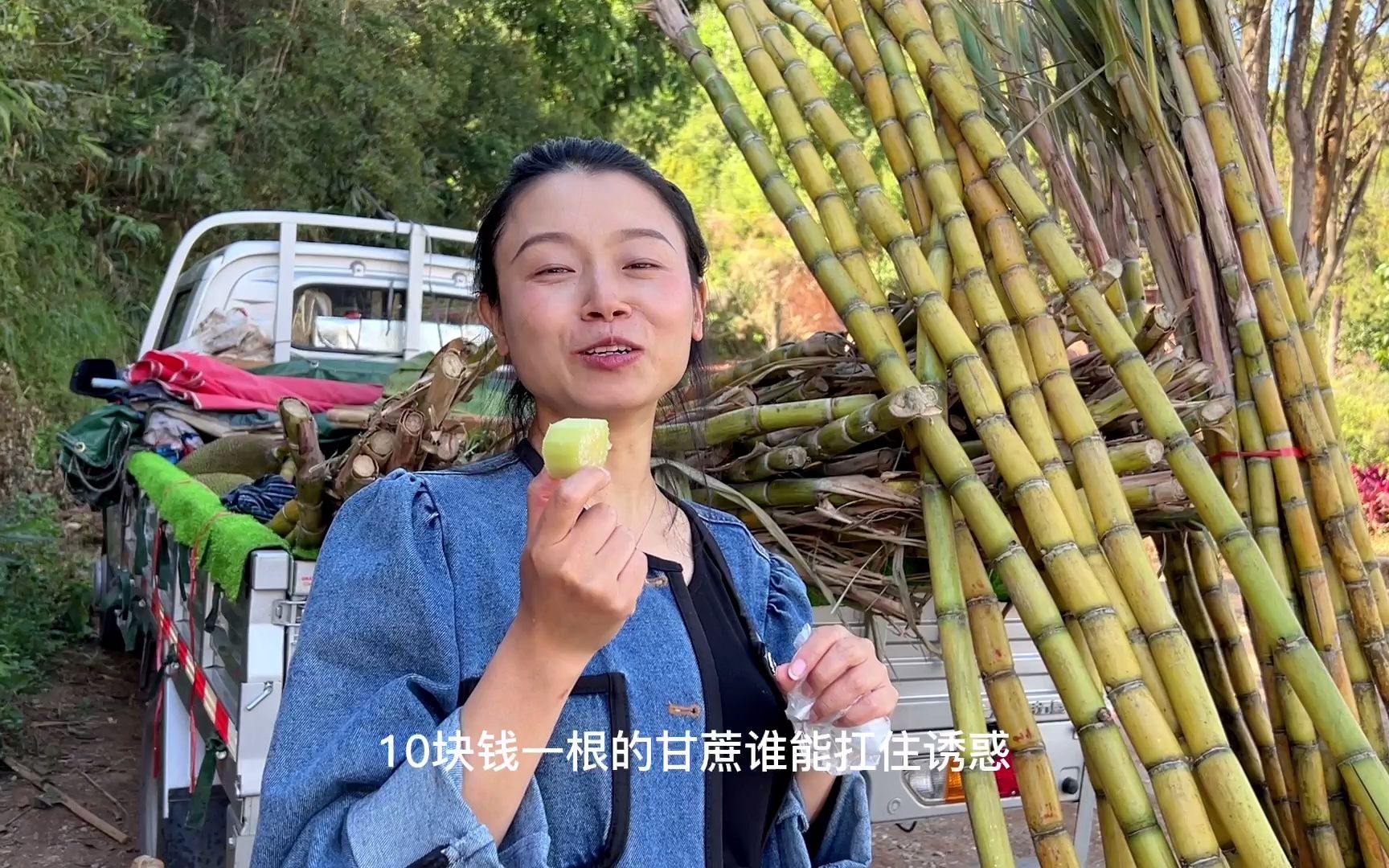 鸡哥&二娃环游记—吃甘蔗的季节,甘蔗可是妥妥的