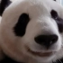 大熊猫星安（不一样的喵直播录屏）来自奶爸的溺爱～