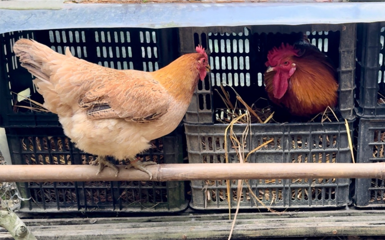 绅士公鸡给母鸡们整理下蛋窝，母鸡等急了