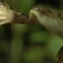 青蛙捕食蜻蜓的全过程慢镜头，难得一见的生死镜头