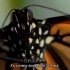 生肉 中英文字幕 PBS《蝴蝶的神奇之旅 The Incredible Journey of the Butterfli