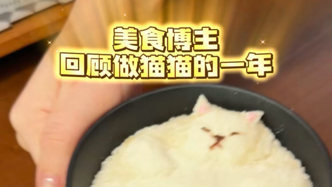 原来已经做了这么多猫猫美食！