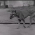 【消失的动物】1933最后的塔斯马尼亚虎在Hobart动物园