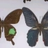 余老师制作的蝴蝶标本