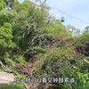 攻略，再分享一条进厦门植物园小路，一路都是石板路，非常好走