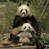 母亲节快乐！来看看熊猫宝宝和妈咪的日常rua娃吧！