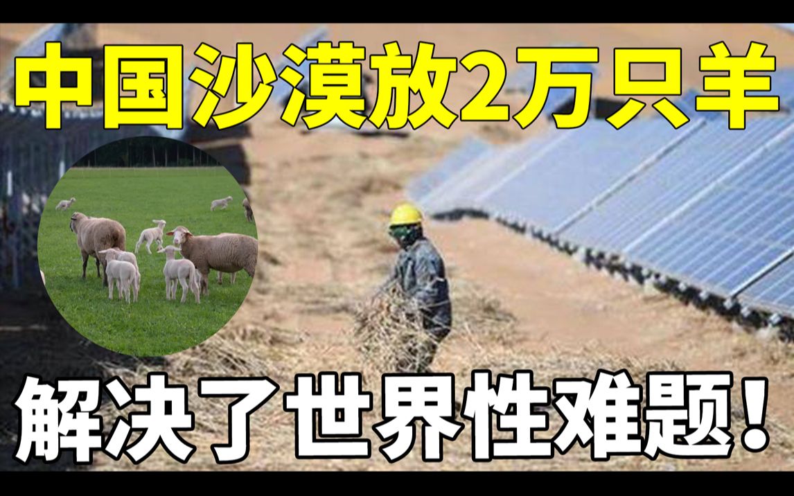 中国在沙漠放2万隻羊解决世界难题！西方震惊大吃一惊！