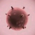 冠状病毒是如何入侵细胞的