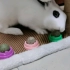 【兔兔】一只吃猫薄荷吃得津津有味的兔子（存稿）
