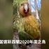 鸮鹦鹉当选2020年新西兰“年度鸟类”