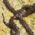 棕色蛇海星