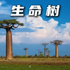 生命树