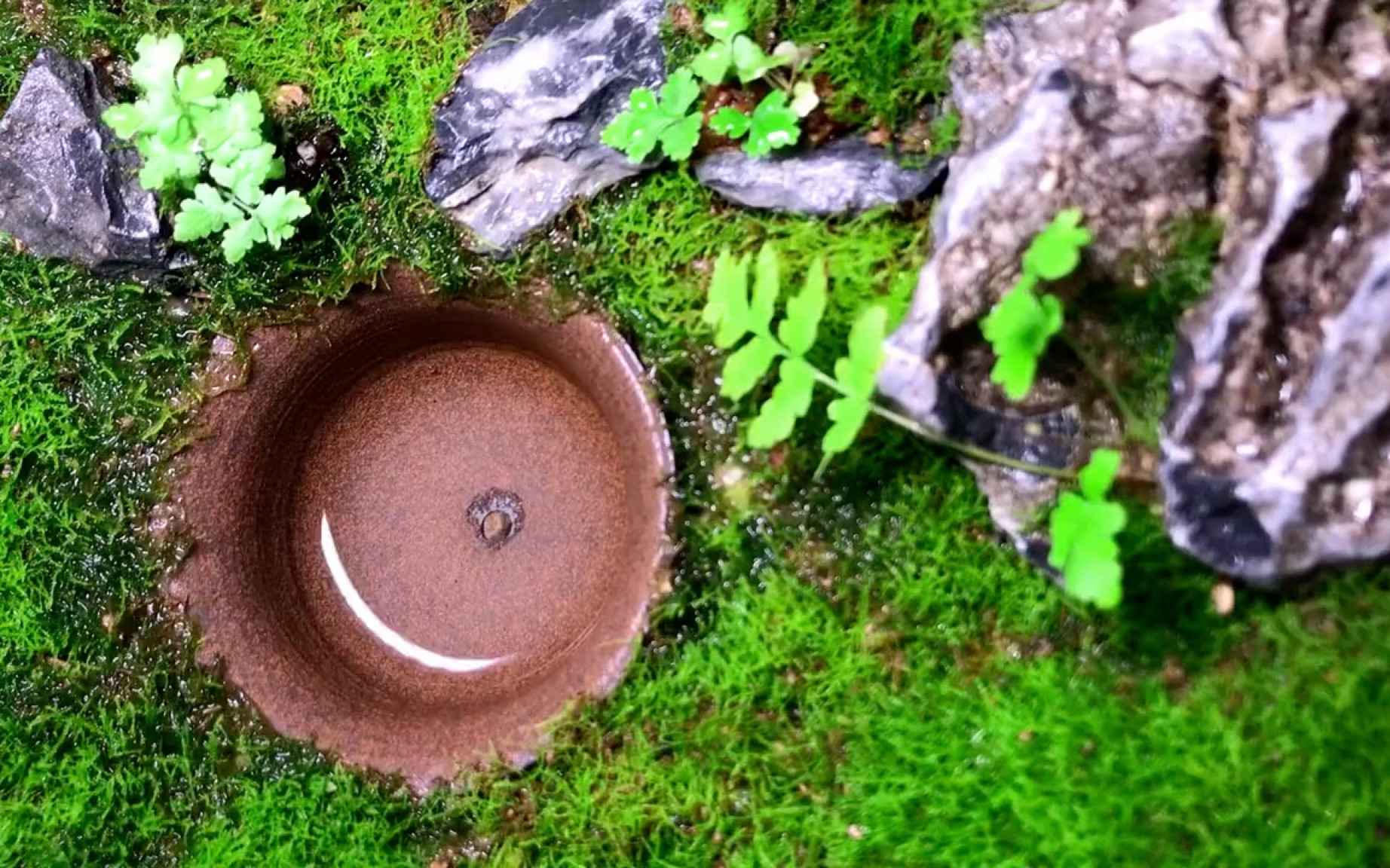 自动蓄水的苔藓微景观制作教程