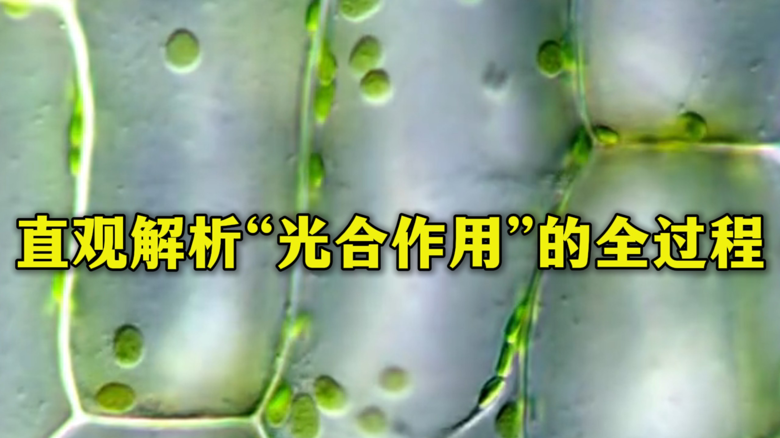 博主“亿点点不一样”用显微镜呈现教科书里的叶绿体
