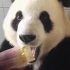 『可爱熊猫合集』油管播放量三千万的视频|国外网友：好想养一只大熊猫！[2020/09/15 06]