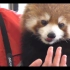 【小熊猫在日本】超可爱的小熊猫日本卖萌合集