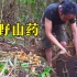 越南丛林生存日记，山林间土壤肥沃，野生山药生长及其旺盛！