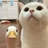 猫：耐心等一只鸭长大