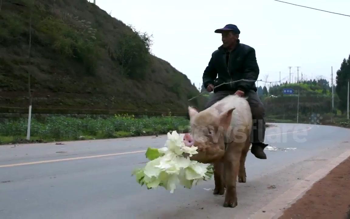 重庆农人骑猪上路