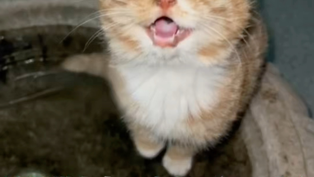 流浪猫在冬季生活是很艰难的