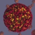 Coronavirus SARS-CoV-2 structure