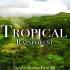 4K高清 热带雨林 - 世界之肺 | 丛林之声 | 风景休闲电影