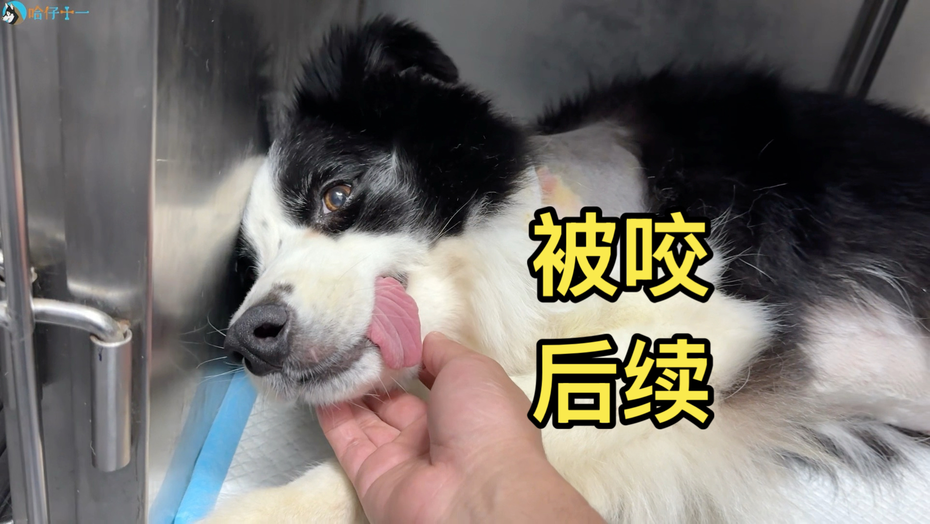 叶子被狗咬后续，决定给它手术，一切顺利！