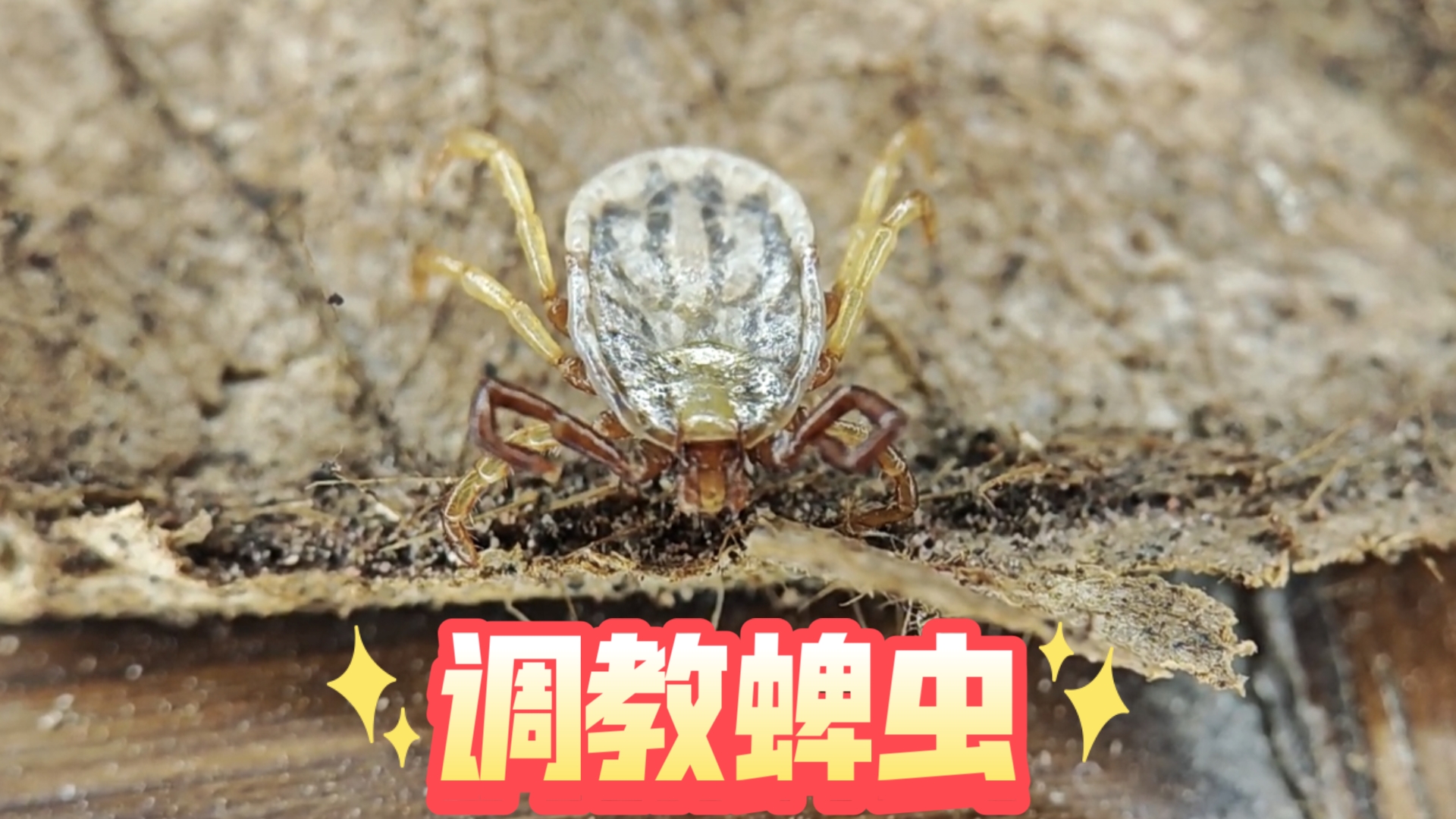 月下Van