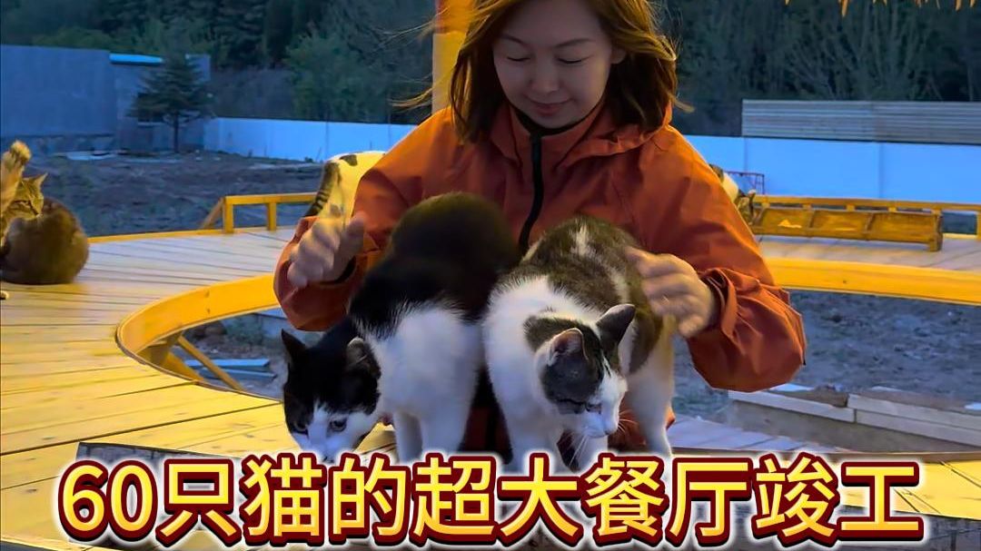 60只猫的超大餐厅竣工啦