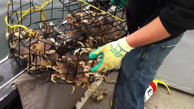 捕蟹在俄勒冈州海岸的收获