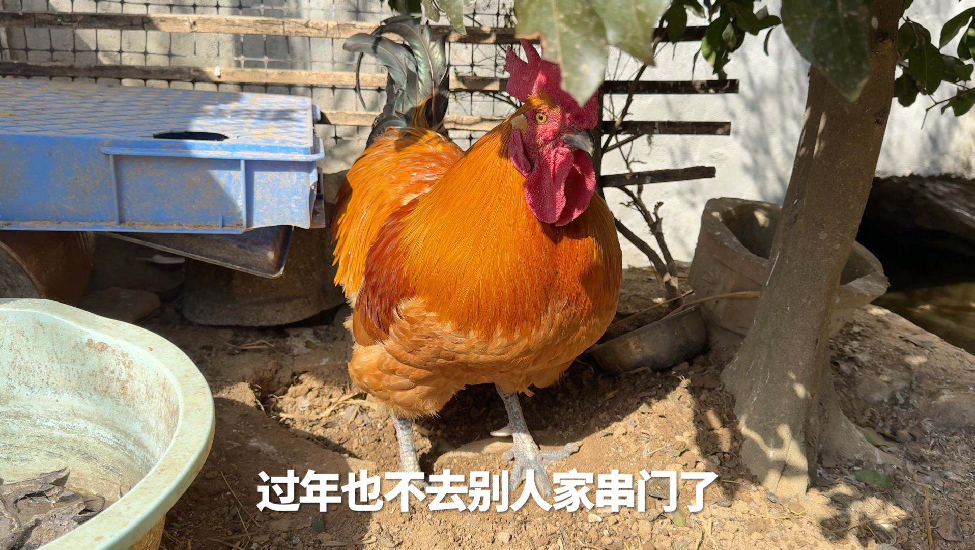 被鞭炮吓得不敢出门的公鸡，天天在家欺负其他动物