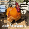 被鞭炮吓得不敢出门的公鸡，天天在家欺负其他动物