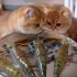 猫咪们新交的虾朋友，QQ弹弹真好吃！