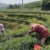 福鼎白茶，采茶日常