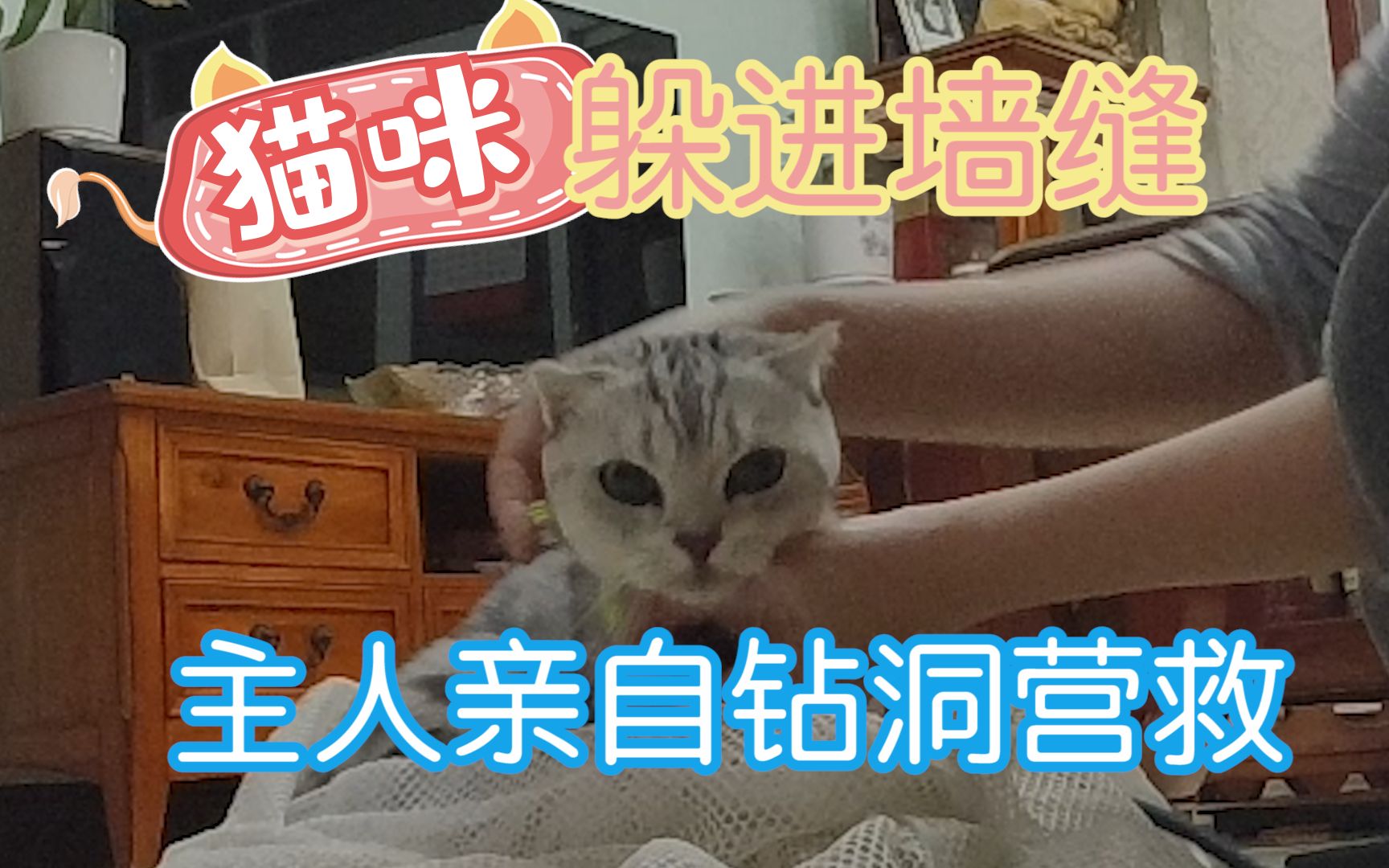 重庆找猫:猫咪丢失,找猫队前往重庆寻猫哔哩哔哩bilibili