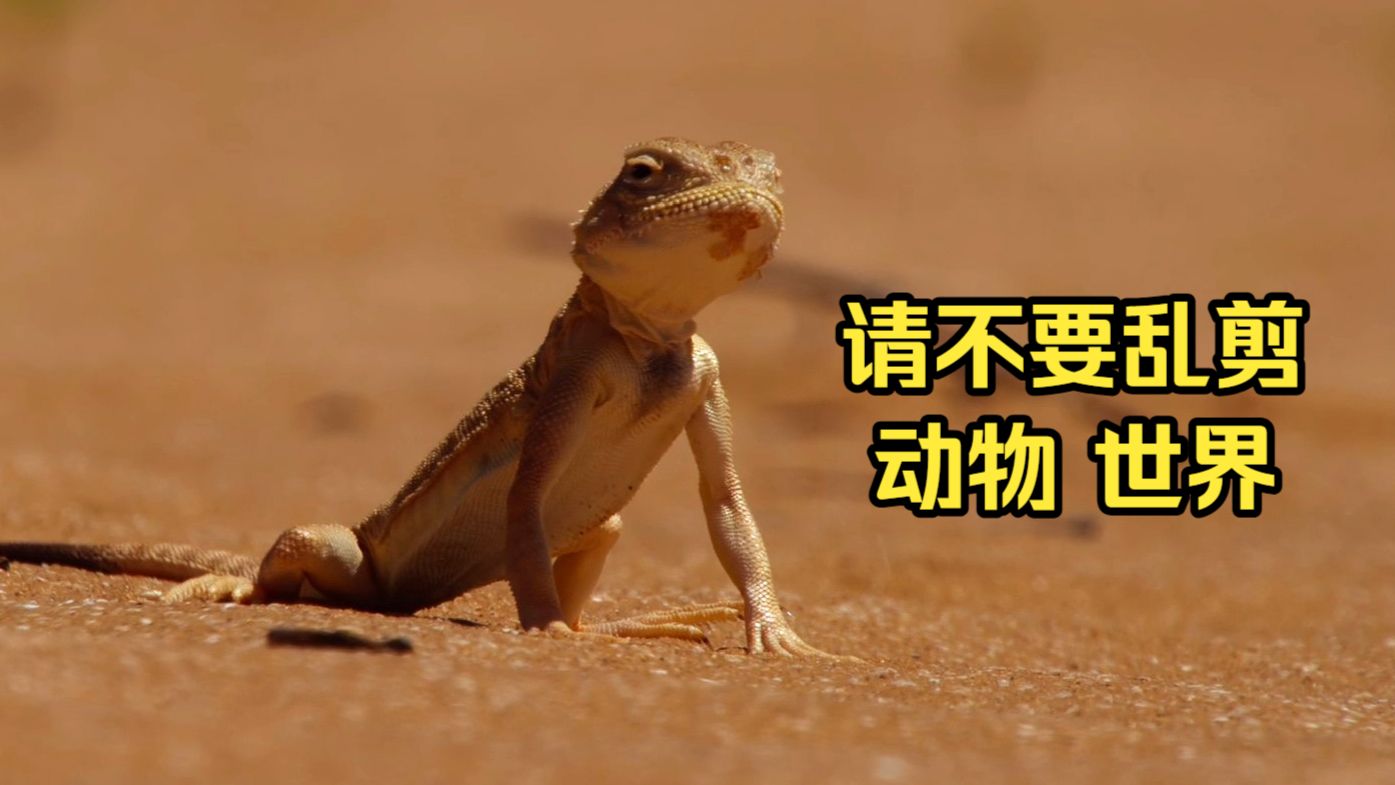 请不要乱剪动物世界之大耳沙蜥