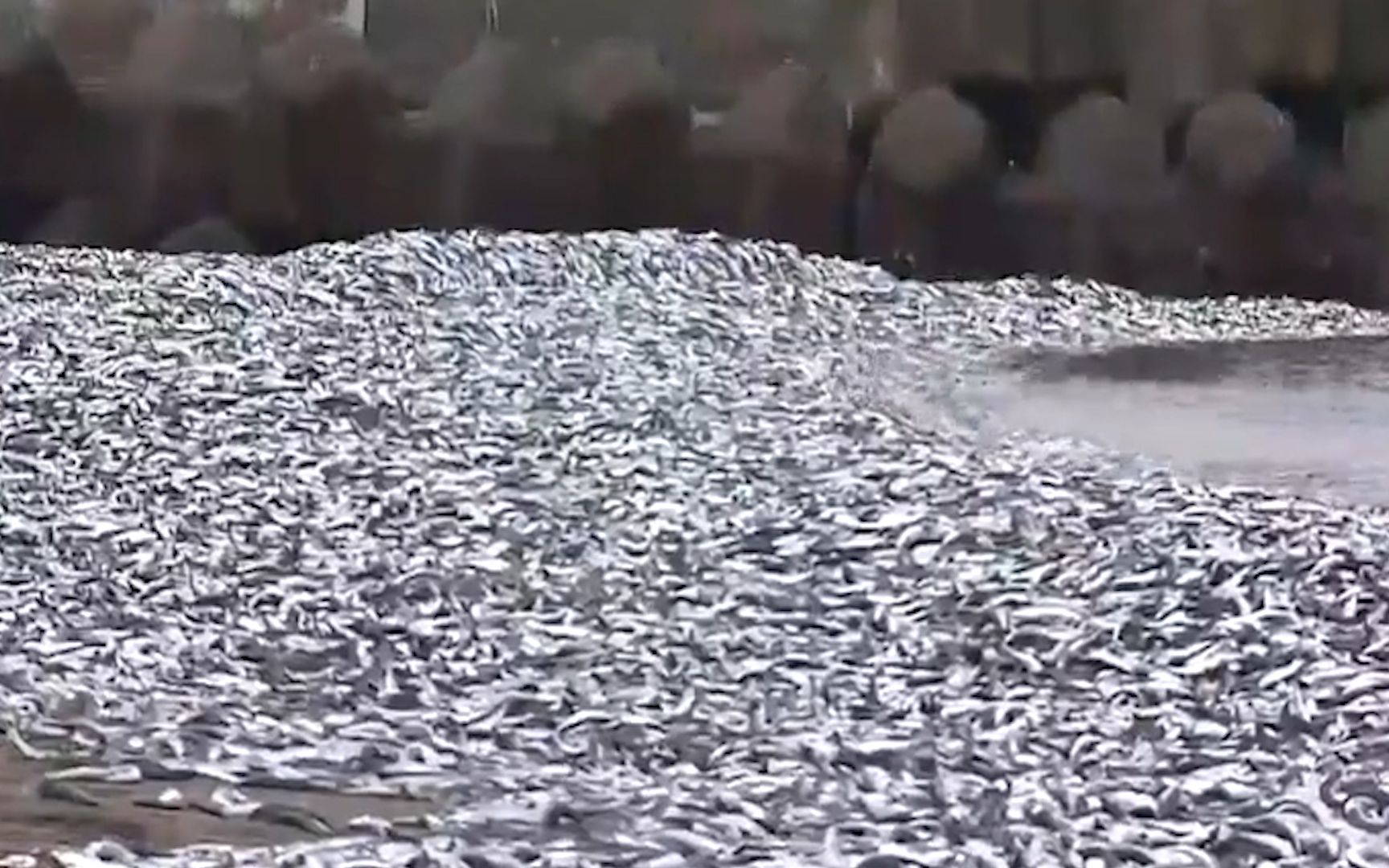 沙丁鱼层层堆摞在日本一海滩 当地人：住这80年，还是第一次见