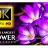 世界上最大的花卉系列8K超高清 - 带有平静的音乐