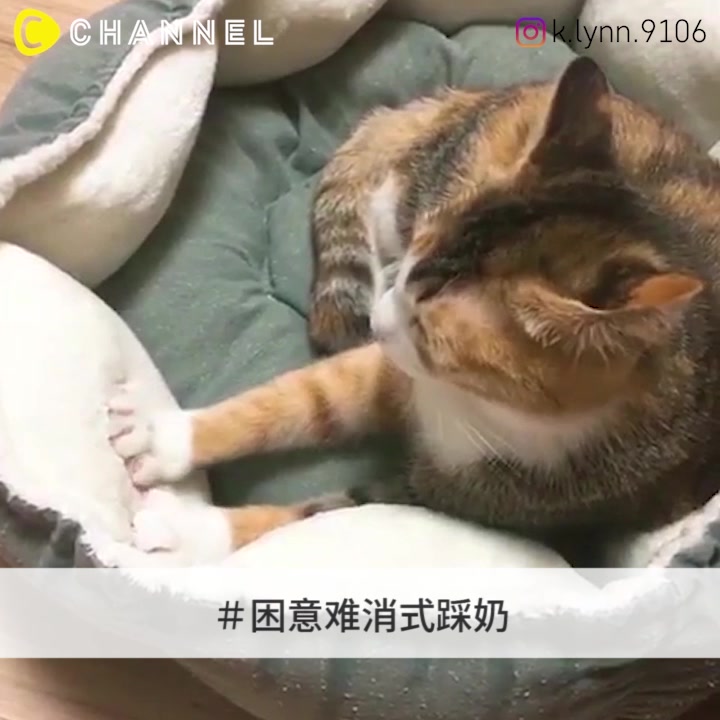 猫控看了直呼受不了79喵星人踩奶视频合集